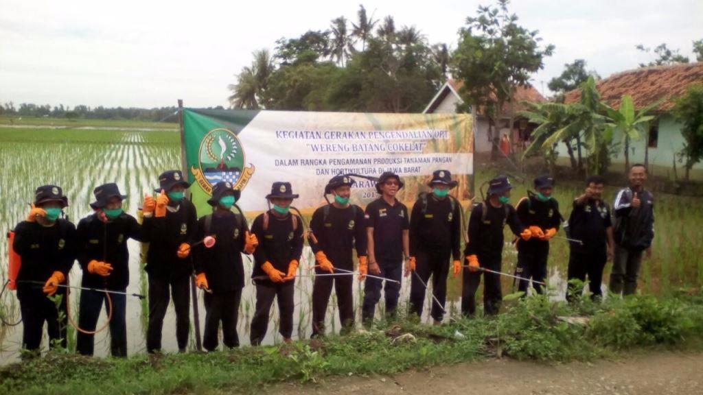 Asosiasi CropCare Indonesia Tanggap Wereng Batang Coklat